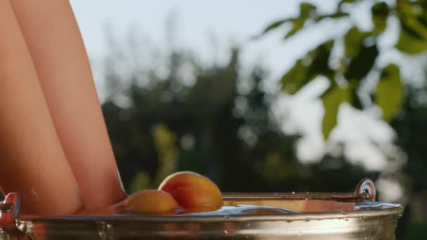 Het kind haalt rijpe perziken uit een emmer water. Video in slow motion — Stockvideo