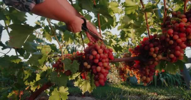 Rolnik wycina dużą ilość winogron z winorośli — Wideo stockowe