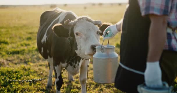 Kráva očichává plechovku mléka drženého farmářem — Stock video