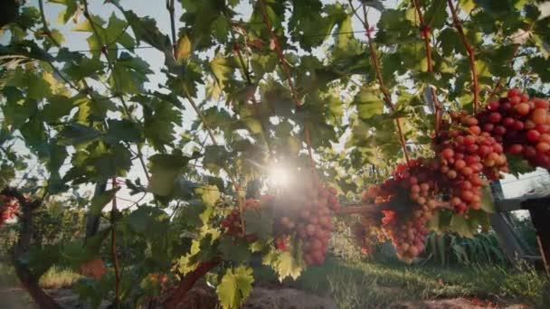 Wijngaard met rijpe trossen druiven in de stralen van de ondergaande zon. Slider schot — Stockvideo