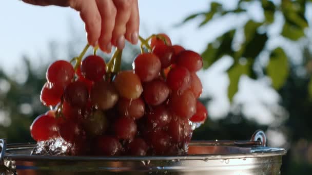 Een mooie sappige tros donkere druiven worden uit een emmer water gehaald. Er stromen druppels water door de bessen. Video in slow motion — Stockvideo