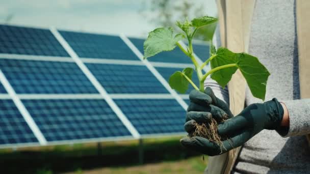 Agricultor detém mudas de pepino em meio a planta de energia solar em casa — Vídeo de Stock