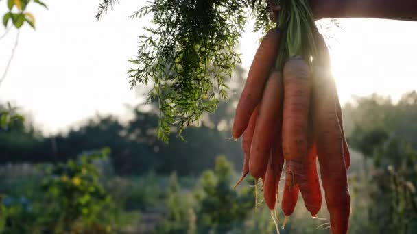 El granjero sostiene una caca de zanahoria, arrancada de la cama al sol — Vídeo de stock