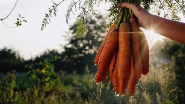 La main des fermiers tient un bouquet de carottes fraîches, avec de l'eau chantant dessus — Video