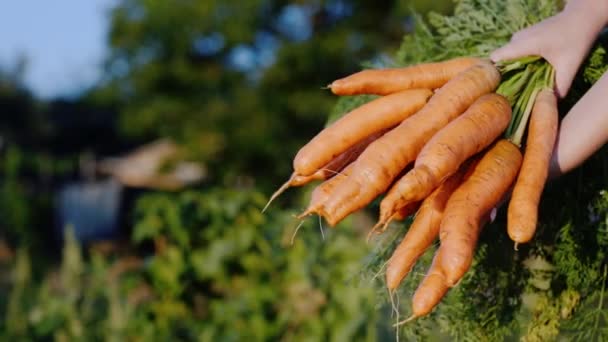 Mains tenant un grand bouquet de carottes sur le fond du champ où elle a grandi — Video