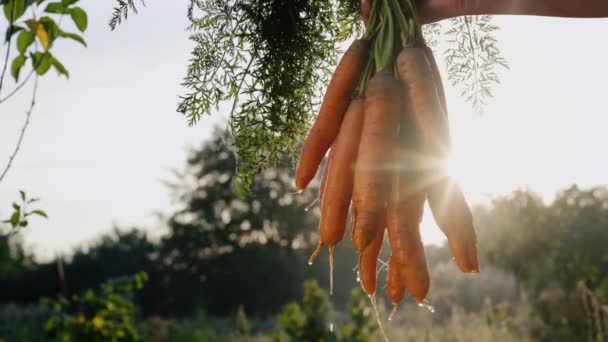 Boer houdt een wortel poep, net uit het bed gescheurd in de zon — Stockvideo