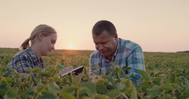 Två bönder arbetar på ett fält, studerar växter, gör anteckningar i en tidskrift — Stockvideo
