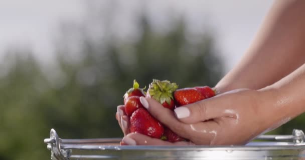 Donna mantiene fragola manciata lavato in secchio — Video Stock