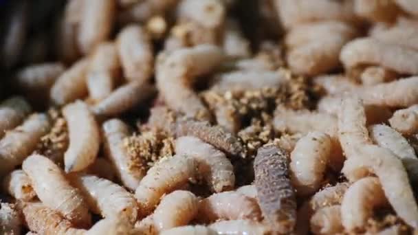 Isca viva de pesca - larvas vivas — Vídeo de Stock