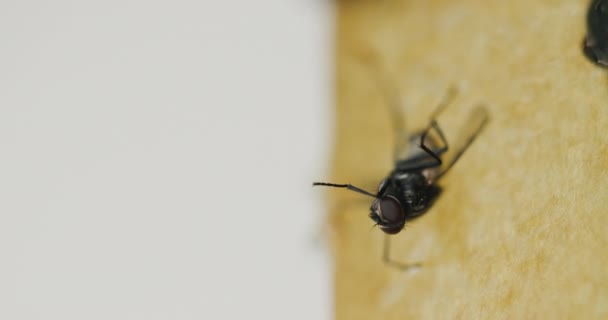 Detailní záběr: Fly se snaží osvobodit od lepicí pásky. — Stock video