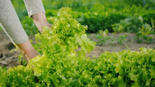 Um agricultor colhe uma salada. Alimentação saudável — Vídeo de Stock