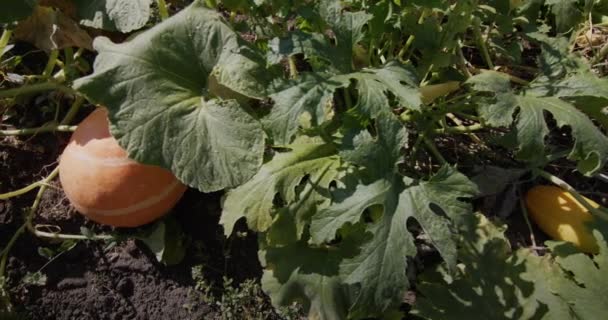 Una calabaza grande madura en la cama, una vista desde arriba. Slider tiro — Vídeos de Stock