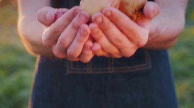 Çiftçinin elinde taze patatesler var.