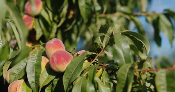 Saftiga persikor mognar på en trädgren mot den blå himlen — Stockvideo