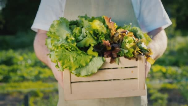 Farmer holds a wooden box with fresh lettuce and herbs — Stock Video