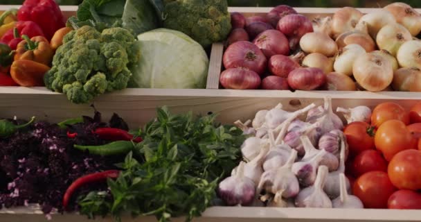 ファーマーズマーケットで旬の野菜が並ぶカウンター。地元の生産者からの野菜の選択。スライダーショット — ストック動画