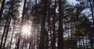 Çam ormanı boyunca sür, güneş ağaçların arasından parlıyor.