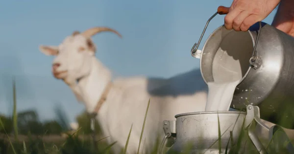 Fermier verse du lait de chèvre dans la boîte, pâturages de chèvre en arrière-plan — Photo