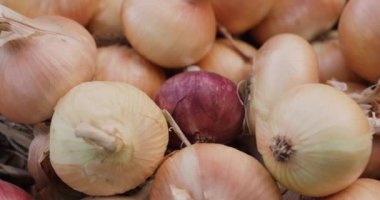 Soğan hasadı yerde yatıyor..