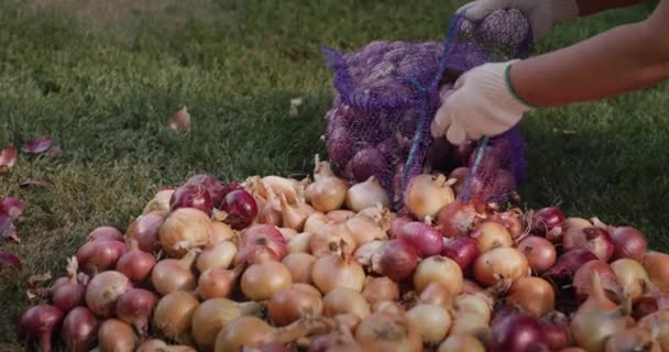 女性はタマネギの作物を袋に入れる — ストック動画