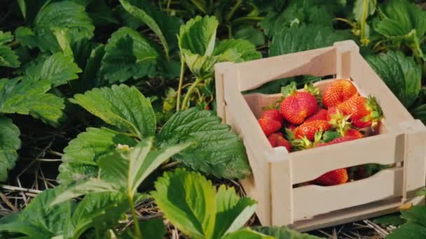 Fresas apetitosas en una caja de pie en el campo — Vídeo de stock