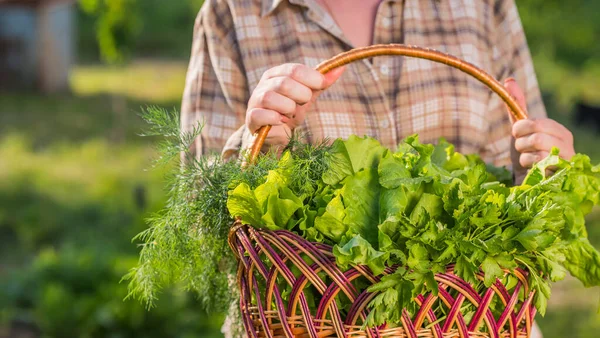 A woman with a large basket of lettuce stands on her bed — Stock Photo, Image