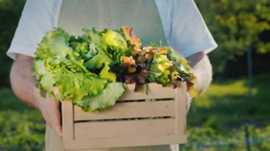 Çiftçi elinde taze marul ve otlarla dolu ahşap bir kutu tutuyor.