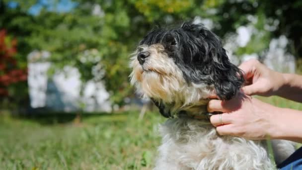 Voor de behandeling van een huid van een hond een preparaat van ongedierte - vlooien en teken — Stockvideo