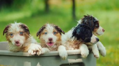 Yağmurda ıslanmış komik köpek yavrularının toplu portresi.