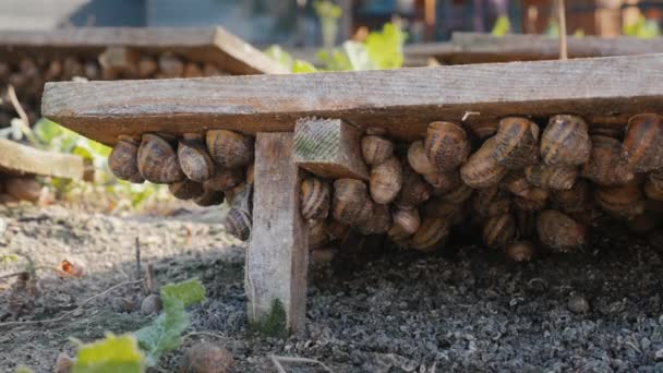 Slakkenboerderij - dieren verbergen zich voor de zon onder de vloer van planken. Grondstoffen telen voor een verfijnde delicatesse — Stockvideo