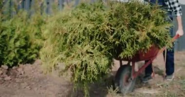 İşçi el arabasında tui fidanlarını taşır. Özel bir evin bölgesini yeşillendirmek