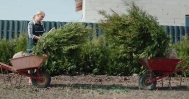 Bir kadın bahçıvan Tui 'nin fidelerini inceler. Bölgenin peyzaj çalışmaları.