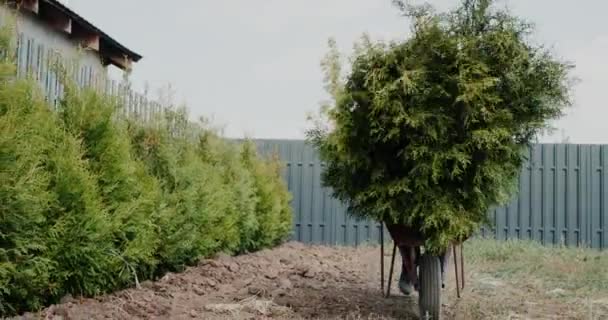 Le travailleur porte les jeunes plants de tui sur la brouette. Verdir le territoire d'une maison privée. — Video
