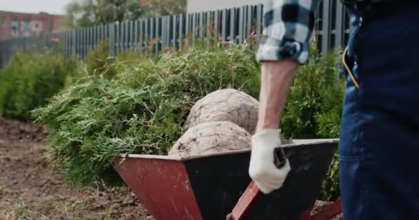 Bakifrån: En man rullar en vagn med tui plantor. Plantering av träd för häckar — Stockvideo