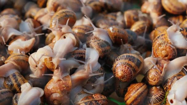 Closeup shot: Plenty of snails - farm to grow exquisite delicacies — Stock Video