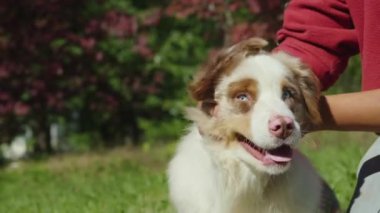 Komik köpek. Sahibinin köpeğiyle çekilmiş komik bir videosu. Yavaş çekim 180 fps video
