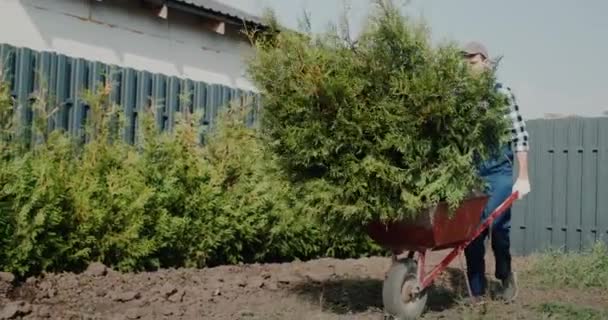 O jardineiro rola um carrinho de mão com brotos verdes ao longo da sebe. A paisagem de casa em casa — Vídeo de Stock