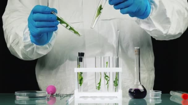Výzkumník provádí experimenty s rostlinami v laboratoři — Stock video
