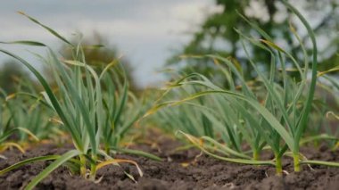 Sarımsağın yetiştiği temiz bir yatak