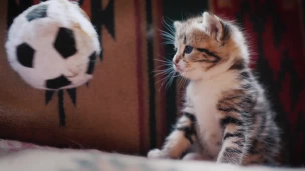 Gatinho engraçado olha para um brinquedo na forma de uma bola de futebol — Vídeo de Stock