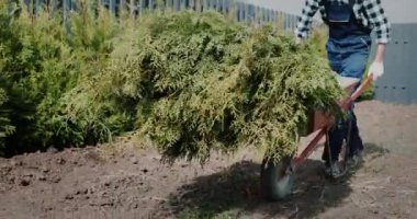 Biri tui fidanlarıyla bir araba yuvarlıyor. Çalılar için ağaç dikiyorum.