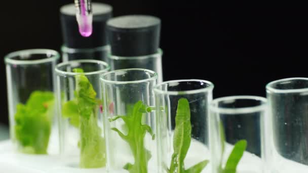 Se añade un reactivo químico a los tubos de ensayo con muestras de plantas. — Vídeo de stock