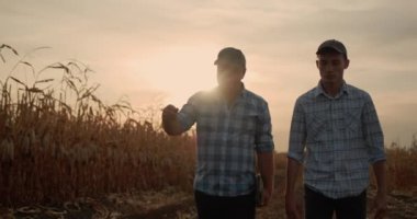 Olgun mısır tarlaları arasında yol boyunca yürüyen iki çiftçi.