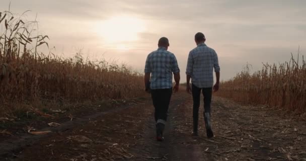 Dos agricultores caminan por el camino entre los campos de maíz maduro al atardecer — Vídeos de Stock