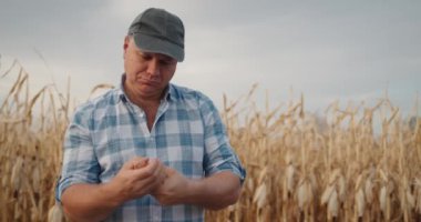 Mısır koçanı üzerinde çalışan orta yaşlı bir çiftçinin portresi mısırların olgunlaştığı bir tarlada duruyor.