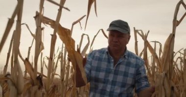 Çiftçi tarlada uzun mısır bitkilerinin arasında yürüyor