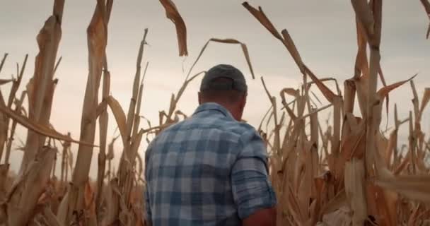 Vue arrière : Un agriculteur marche parmi de grands plants de maïs dans un champ — Video