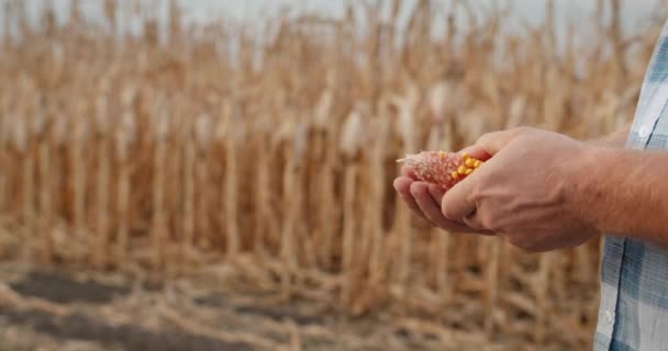 Landbouwers handen, zorgvuldig onderzoekt de maïskolf op het veld — Stockvideo