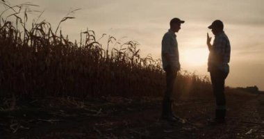 İki çiftçi el sıkışıyor, gün batımında mısır tarlalarının arasında duruyor.