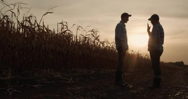 İki çiftçi el sıkışıyor, gün batımında mısır tarlalarının arasında duruyor. — Stok video